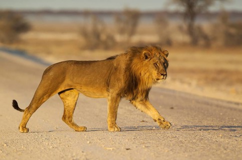 Lion