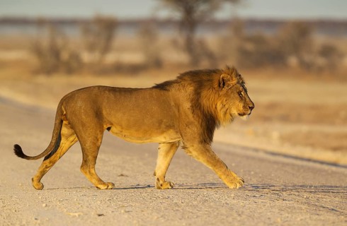 Lion