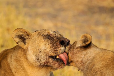 Lion