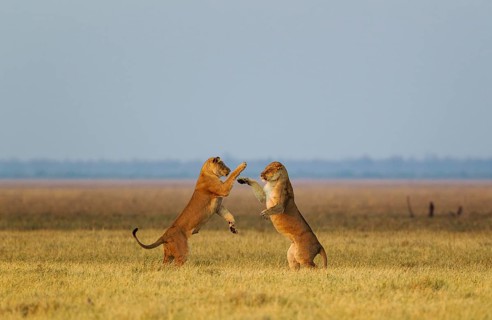 Lions