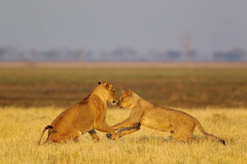 Lions