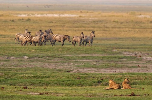 Two lions