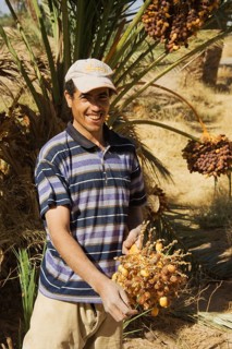 Man at date harvest in the palmeries of Rissani