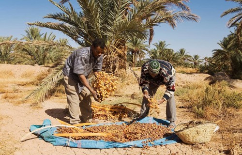 Men at date harvest in the palmeries of Rissani