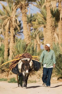 The dates carried on donkey