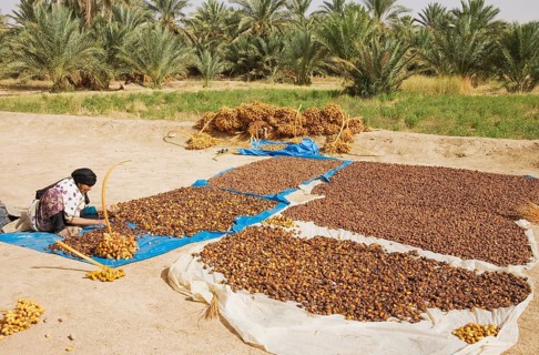 Harvested dates are graded according to quality and size and then sun-dried