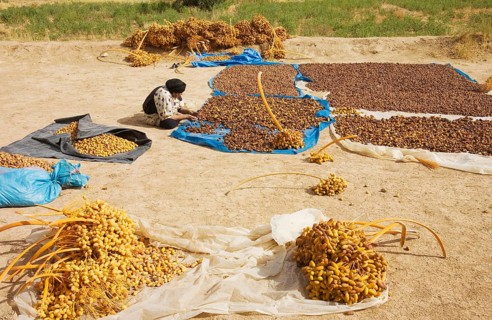 Harvested dates are graded according to quality and size and then sun-dried