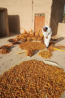 Harvested dates are sun-dried on a rooftop terrace
