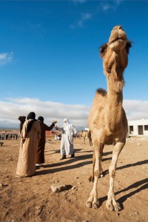 Dromedary