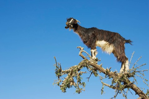 Goat climbing on an Argan tree