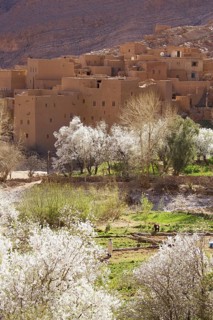 Blooming almond trees