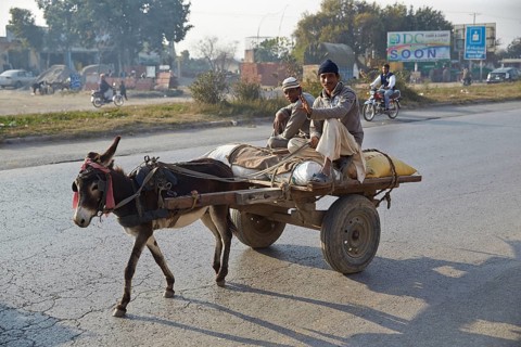 Team of donkeys on the road