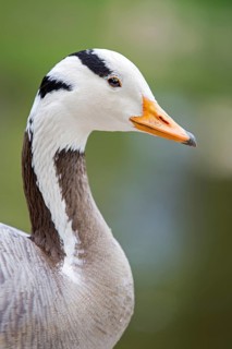 Bar-headed goose