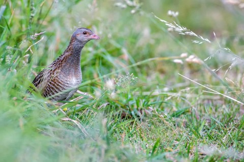Corncrake