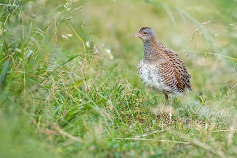 Corncrake