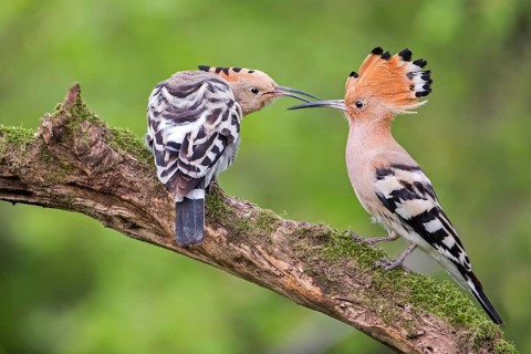 Hoopoe