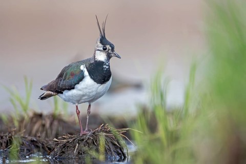 Northern lapwing