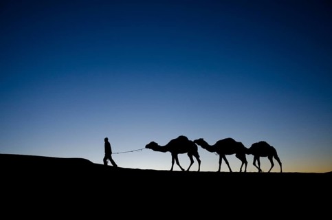 Camel guide leading his camels