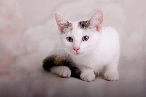 Young cat