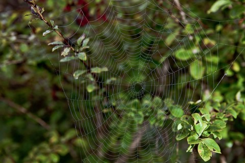 Cobweb in morning dew