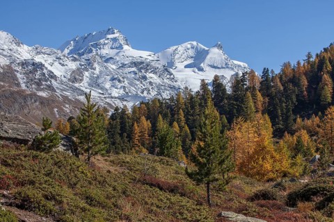 Findelntal in autumn with snowy Rimpfischhorn and Strahlhorn