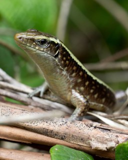 Madagascar girdled lizard
