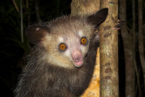 Aye-aye