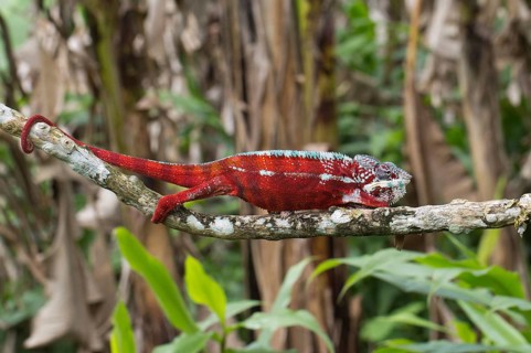 Panther chameleon