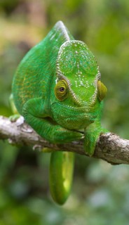 Parson's chameleon