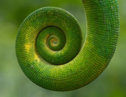Parson's chameleon