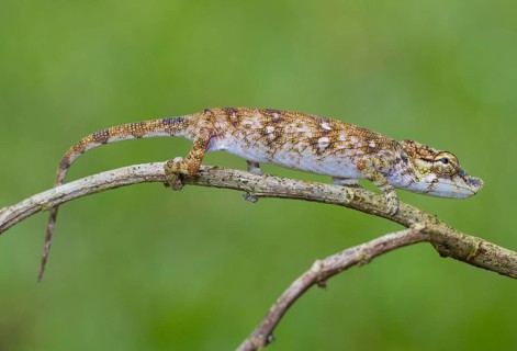 Chameleon
