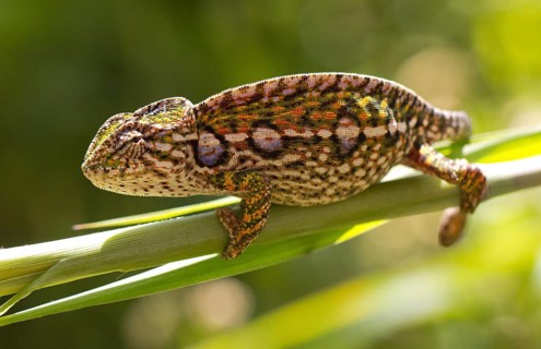 Carpet chameleon