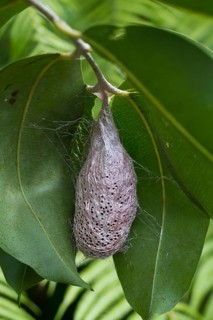 Comet moth cocoon