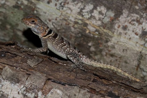 Collared iguanid lizard