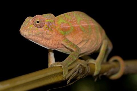 Chameleon