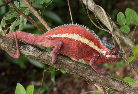 Panther chameleon