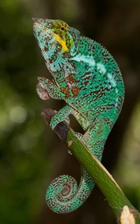 Panther chameleon
