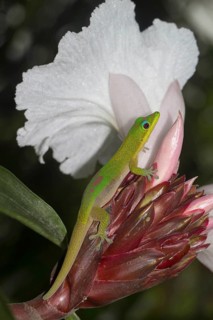 Gold dust day gecko