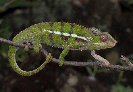 Panther chameleon