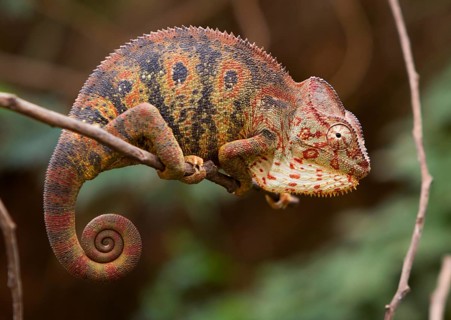 Malagasy giant chameleon