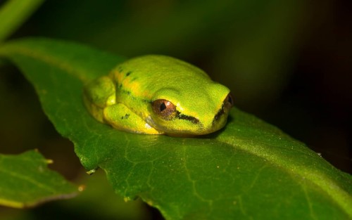 Madagascar frog