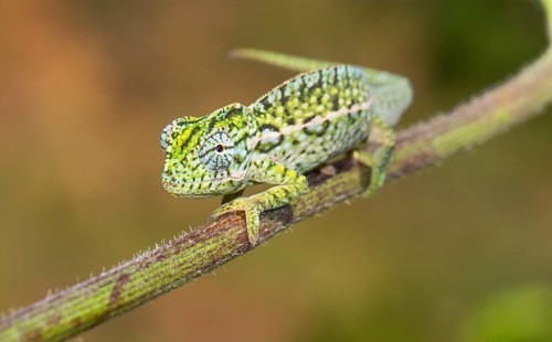 Carpet chameleon