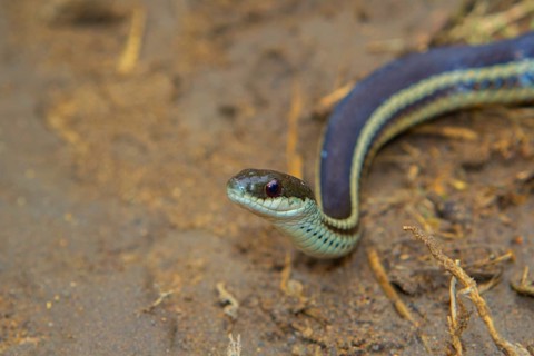 Snake