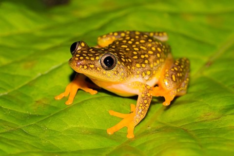 Whitebelly reed frog