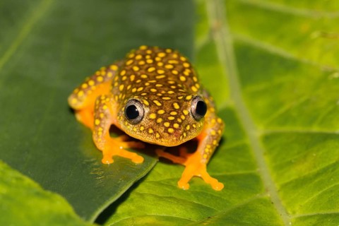 Whitebelly reed frog