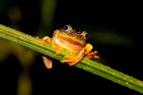 Whitebelly reed frog