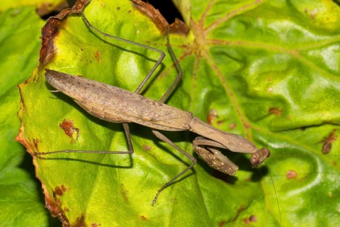 Mantis