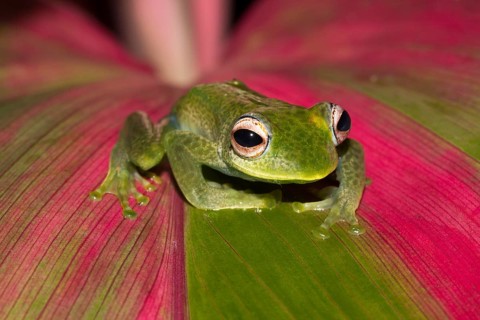 Madagascan frog