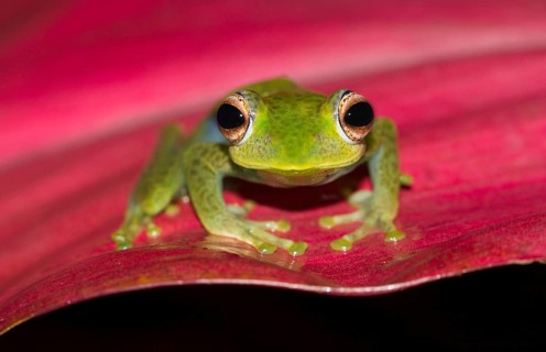 Boophis elenae