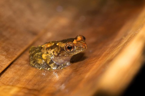 Narrow mouthed frog